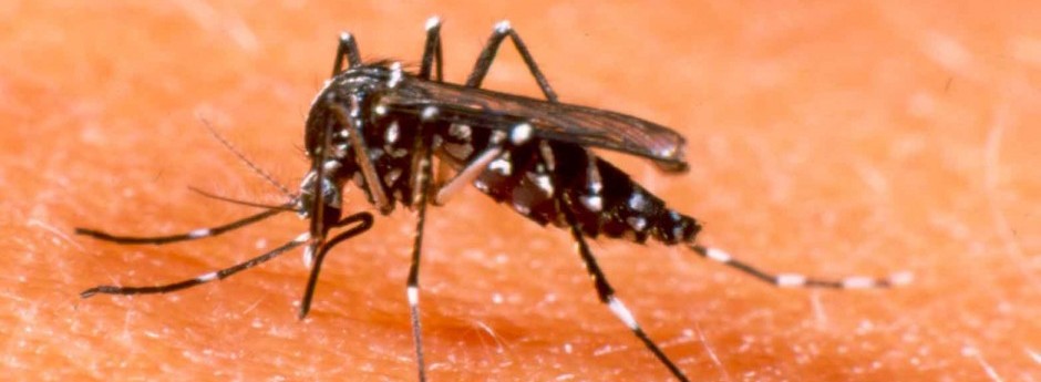 Repelentes contra o mosquito Aedes Aegypti